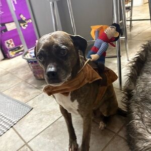 Cowboy Rider Dog Costume with Toy